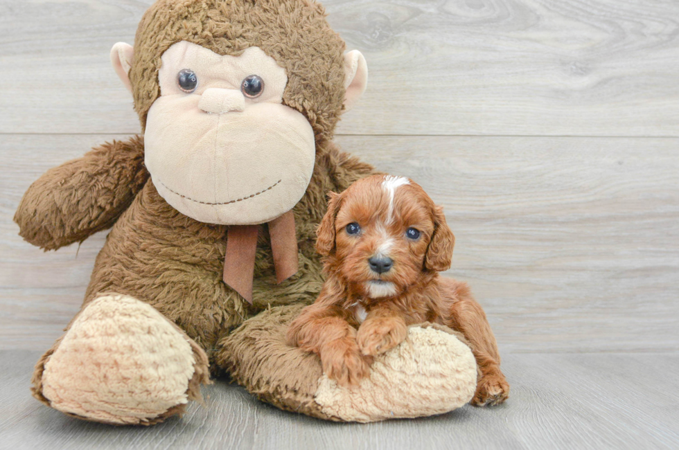 5 week old Cavapoo Puppy For Sale - Puppy Love PR