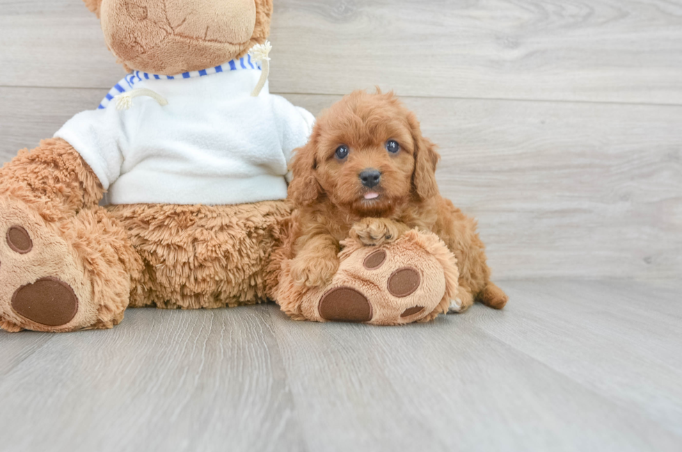 7 week old Cavapoo Puppy For Sale - Puppy Love PR