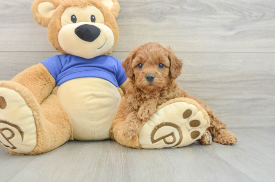 Sweet Cavapoo Baby