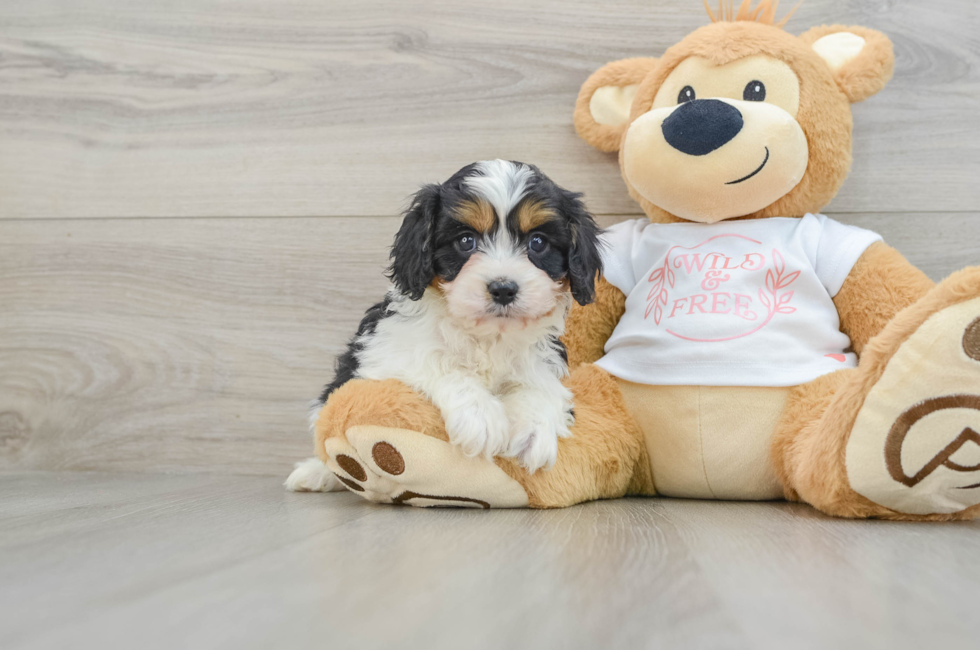 6 week old Cavapoo Puppy For Sale - Puppy Love PR