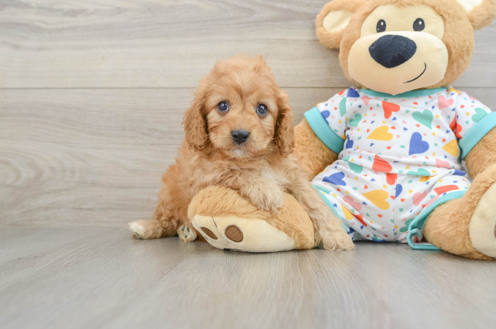 6 week old Cavapoo Puppy For Sale - Puppy Love PR