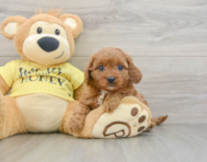 9 week old Cavapoo Puppy For Sale - Puppy Love PR