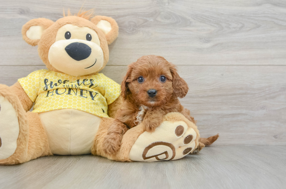 8 week old Cavapoo Puppy For Sale - Puppy Love PR