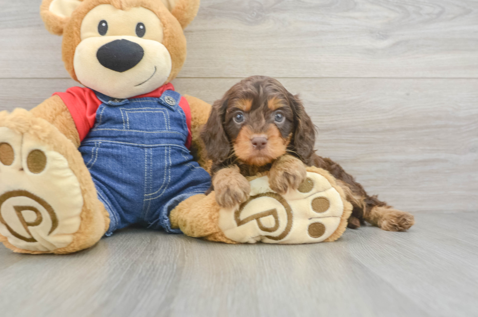 5 week old Cavapoo Puppy For Sale - Puppy Love PR