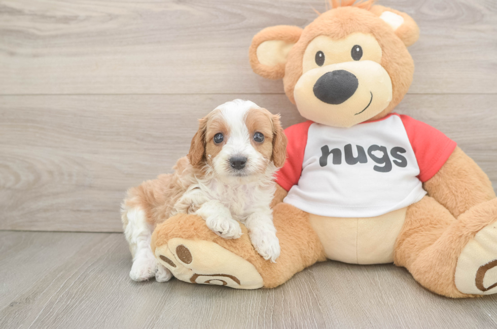 6 week old Cavapoo Puppy For Sale - Puppy Love PR