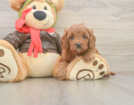 7 week old Cavapoo Puppy For Sale - Puppy Love PR