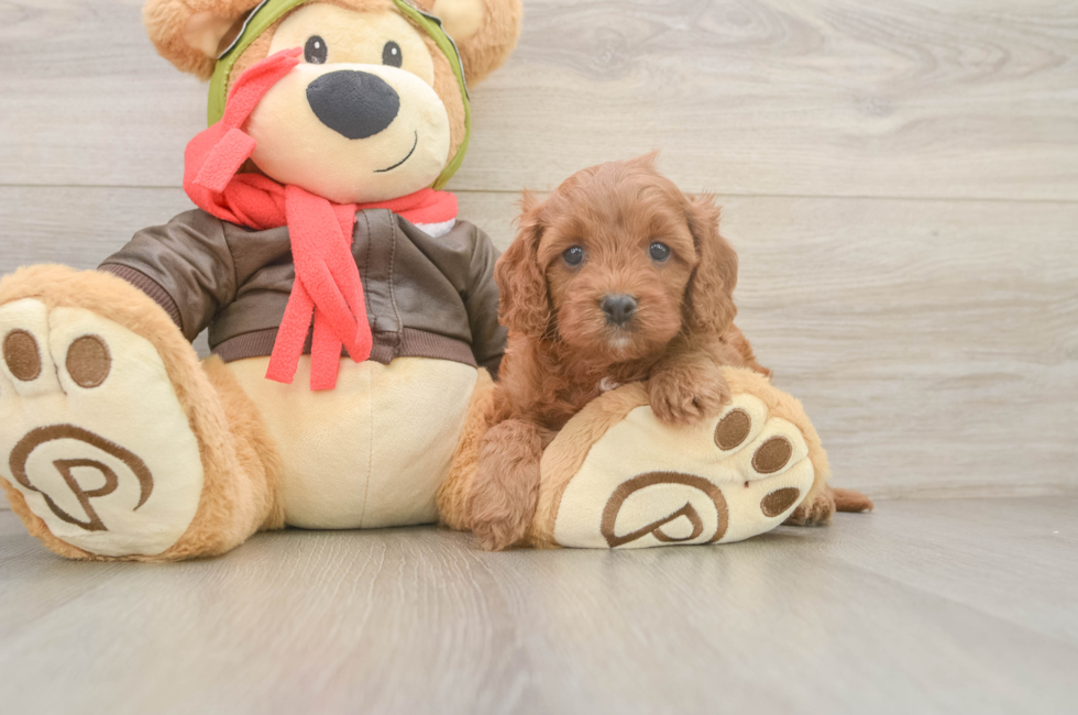 5 week old Cavapoo Puppy For Sale - Puppy Love PR