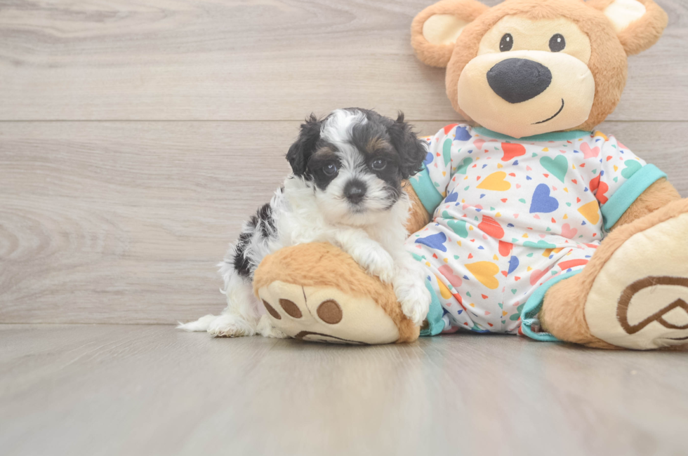 5 week old Cavapoo Puppy For Sale - Puppy Love PR