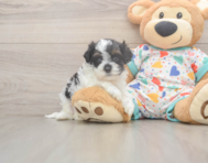 8 week old Cavapoo Puppy For Sale - Puppy Love PR 8 week old Cavapoo Puppy For Sale - Puppy Love PR