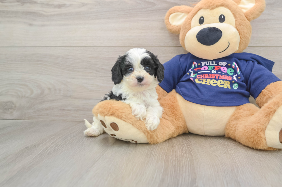 6 week old Cavapoo Puppy For Sale - Puppy Love PR