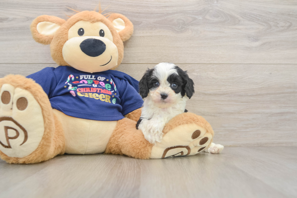 Cavapoo Pup Being Cute