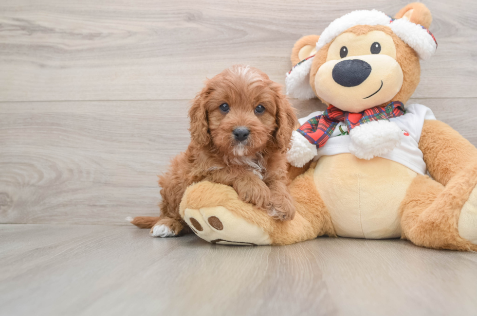 5 week old Cavapoo Puppy For Sale - Puppy Love PR