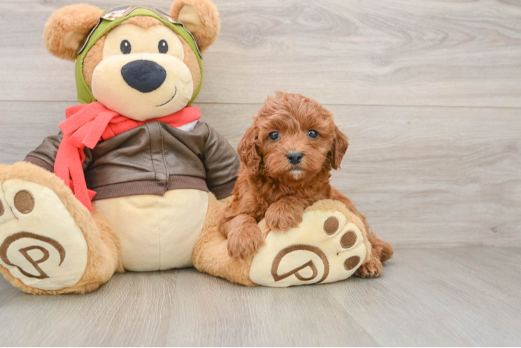 Friendly Cavapoo Baby