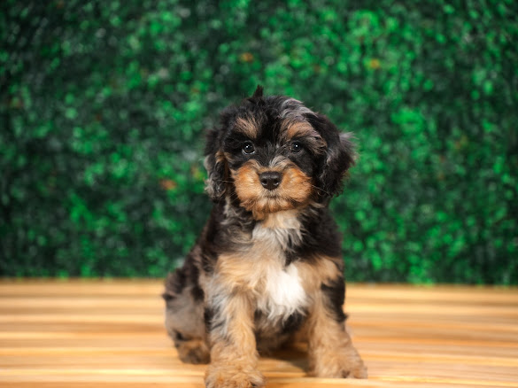 Cute Cavapoo Poodle Mix Pup