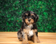 9 week old Cavapoo Puppy For Sale - Puppy Love PR