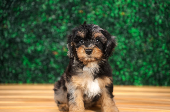 Cute Cavapoo Poodle Mix Pup
