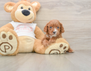 7 week old Cavapoo Puppy For Sale - Puppy Love PR