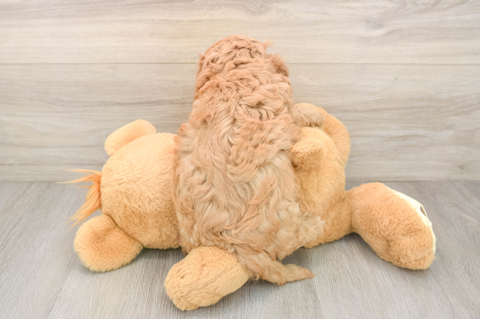 Adorable Cavalier King Charles Spaniel and Poodle Mix Poodle Mix Puppy