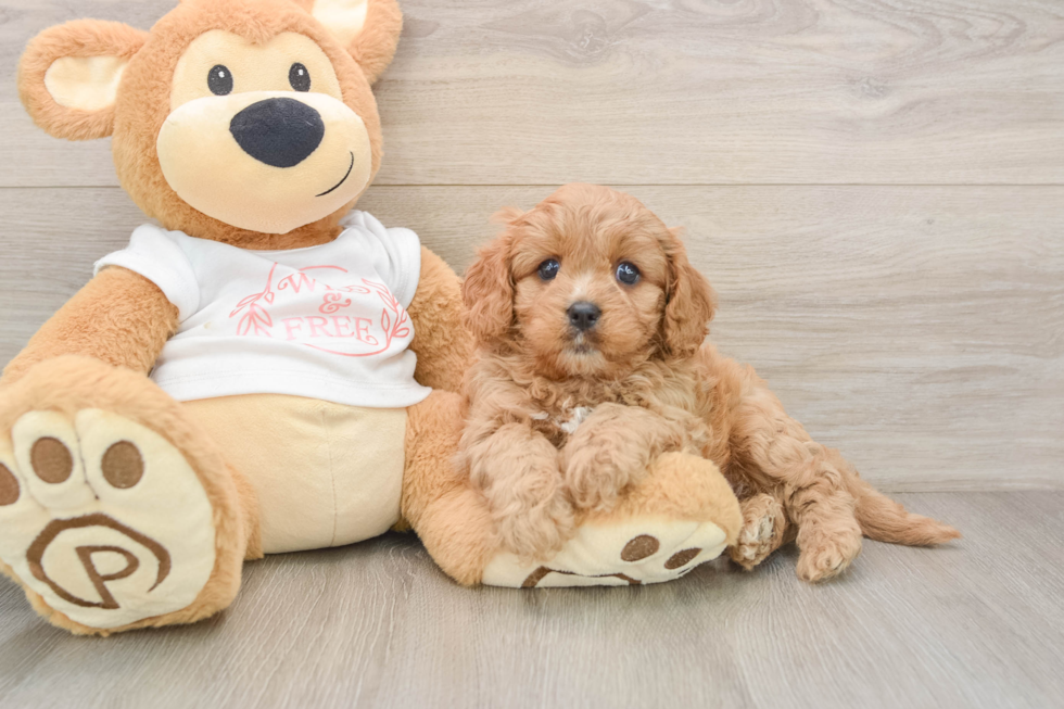 Best Cavapoo Baby