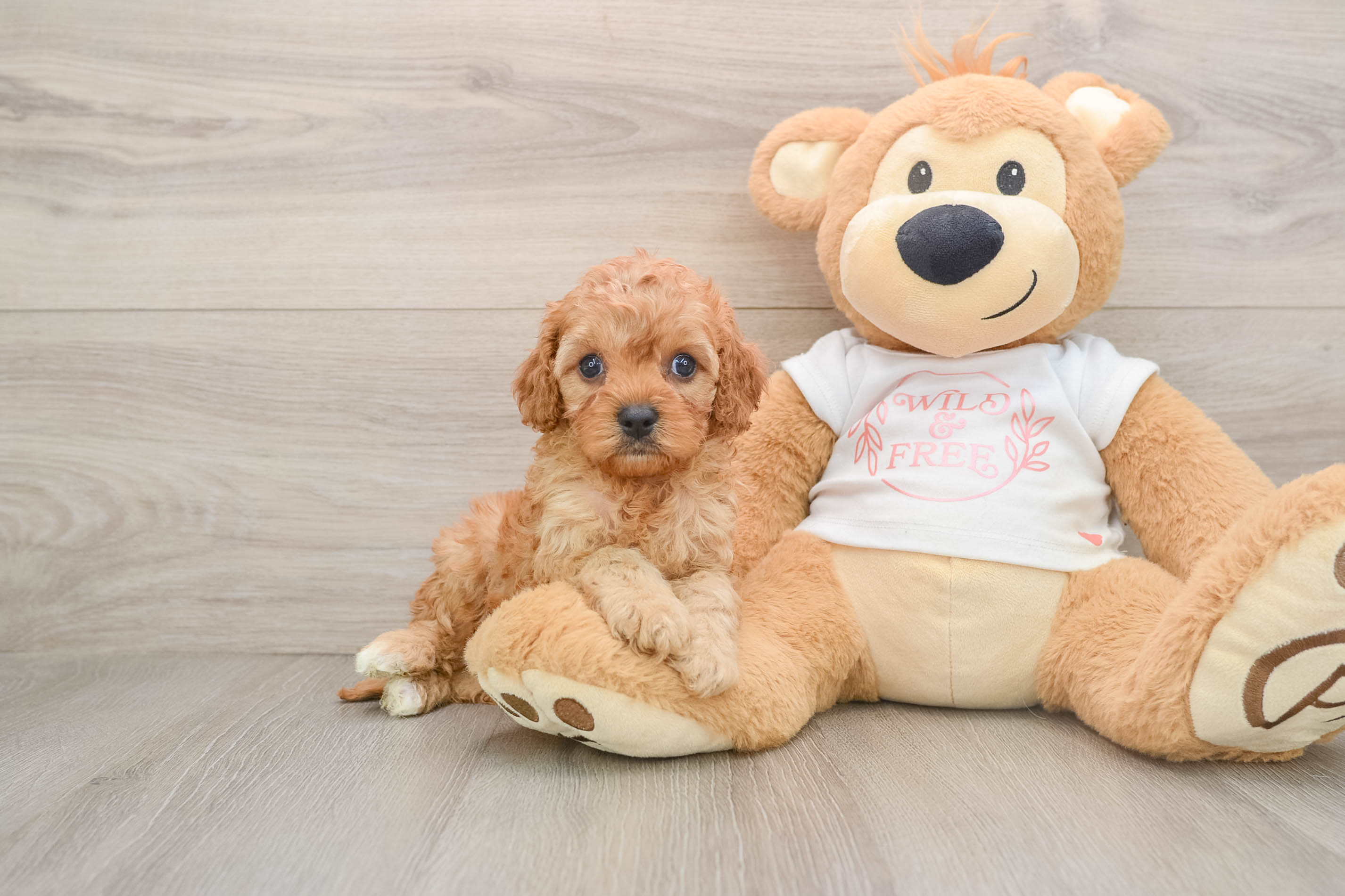 Friendly Cavapoo Baby