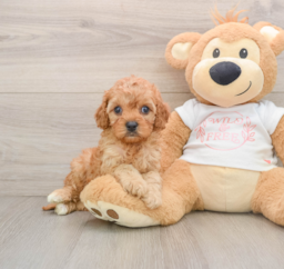 6 week old Cavapoo Puppy For Sale - Puppy Love PR