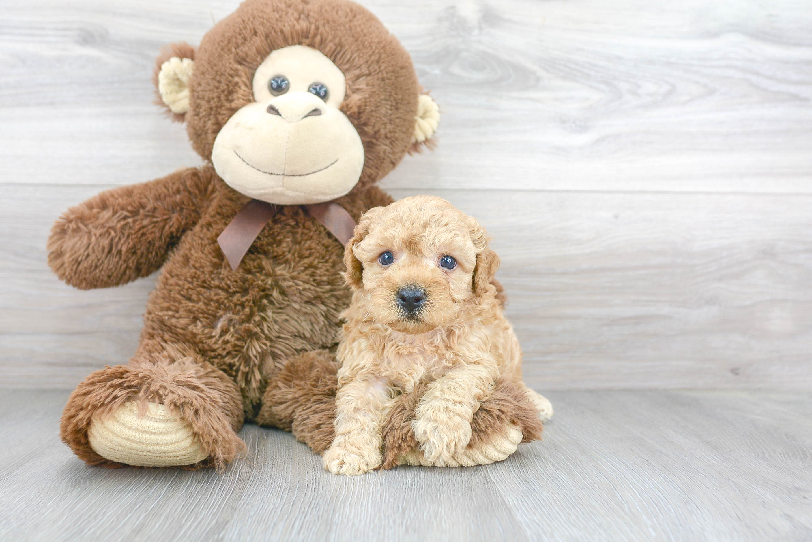 Best Cavapoo Baby