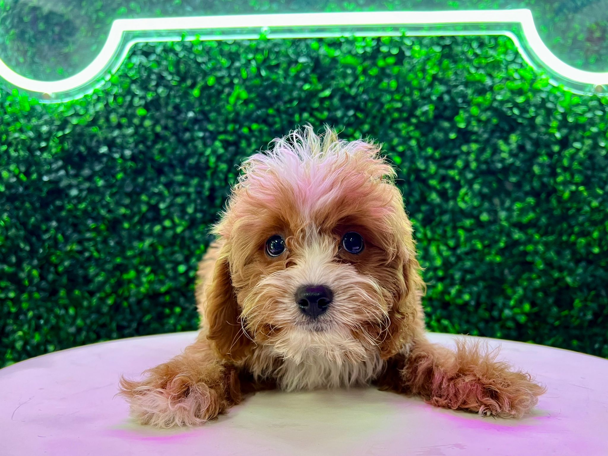 Cute Cavapoo Baby