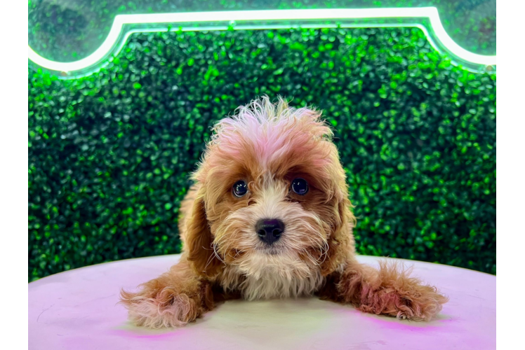 Meet Finley - our Cavapoo Puppy Photo 1/4 - Puppy Love PR Cute Cavapoo Baby