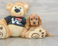 8 week old Cavapoo Puppy For Sale - Puppy Love PR