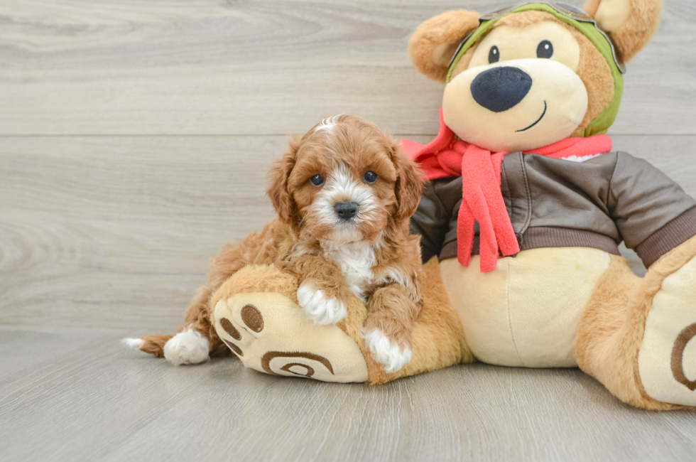 6 week old Cavapoo Puppy For Sale - Puppy Love PR