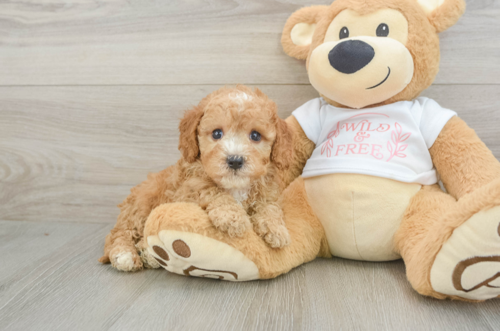 5 week old Cavapoo Puppy For Sale - Puppy Love PR