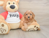 8 week old Cavapoo Puppy For Sale - Puppy Love PR