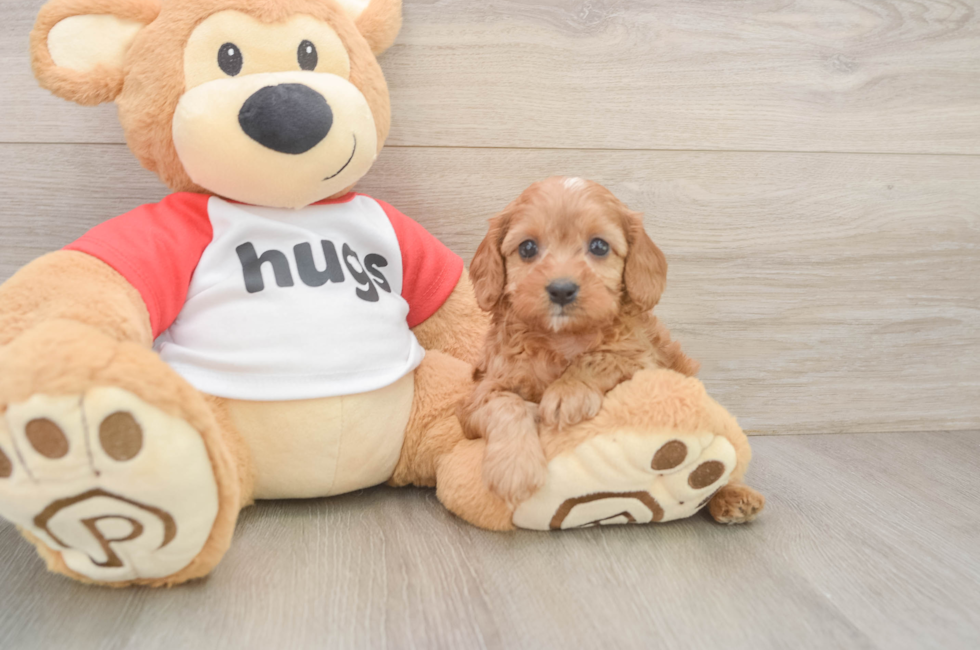 6 week old Cavapoo Puppy For Sale - Puppy Love PR