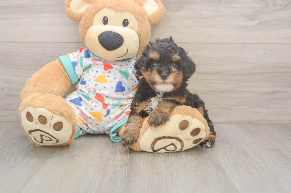 5 week old Cavapoo Puppy For Sale - Puppy Love PR