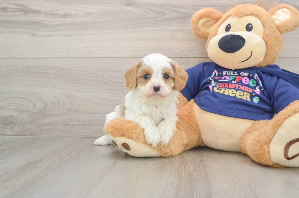 6 week old Cavapoo Puppy For Sale - Puppy Love PR