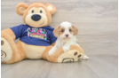Funny Cavapoo Poodle Mix Pup