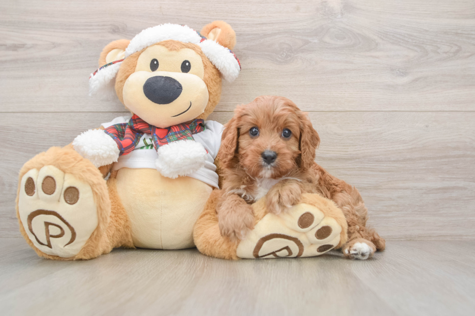 Friendly Cavapoo Baby