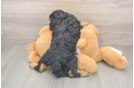 Funny Cavapoo Poodle Mix Pup