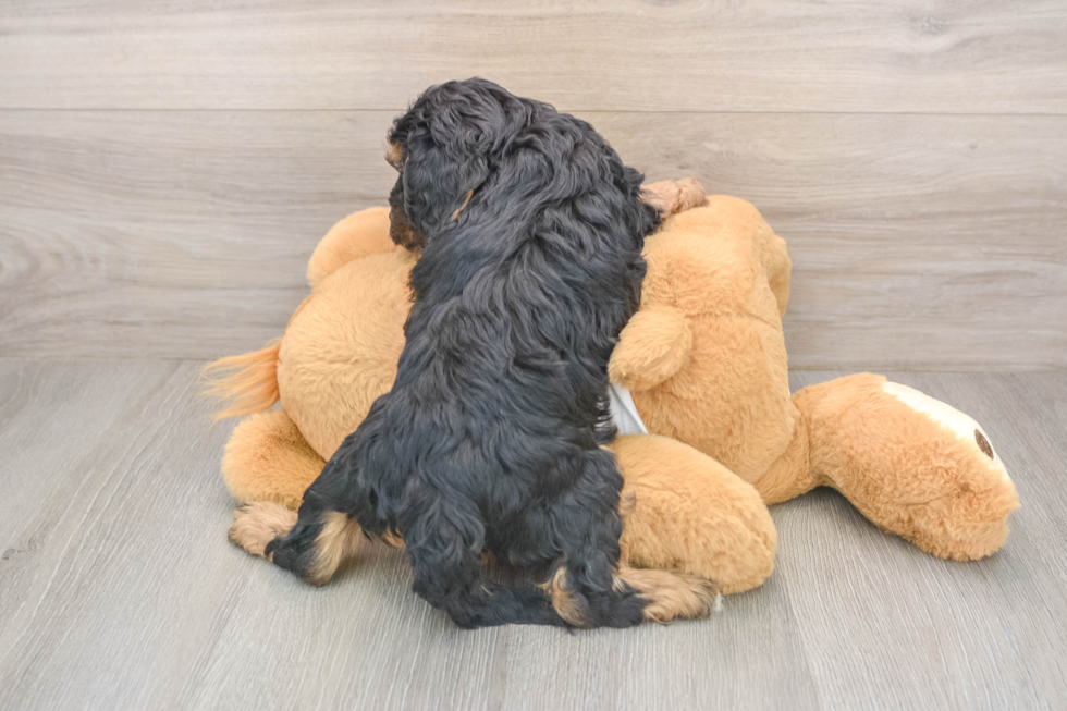 Funny Cavapoo Poodle Mix Pup