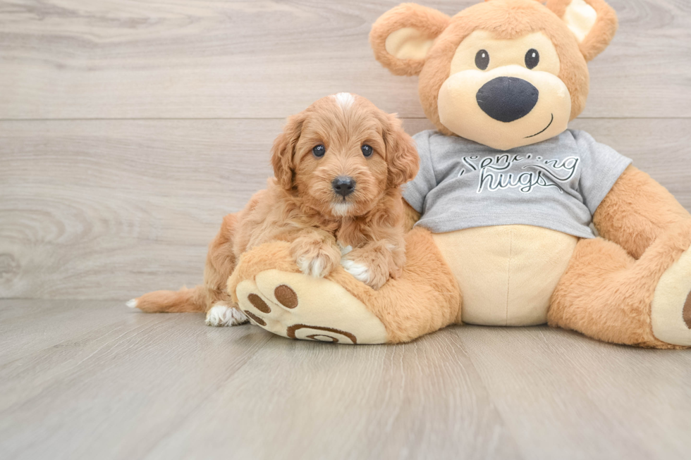 Best Cavapoo Baby