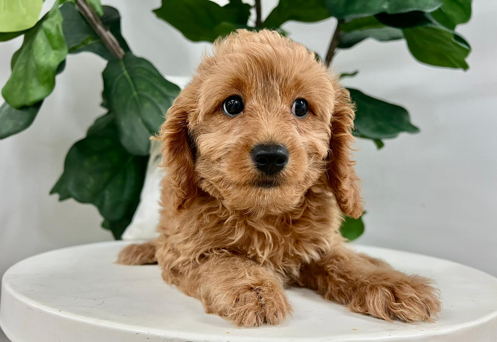 Cavapoo Puppy for Adoption