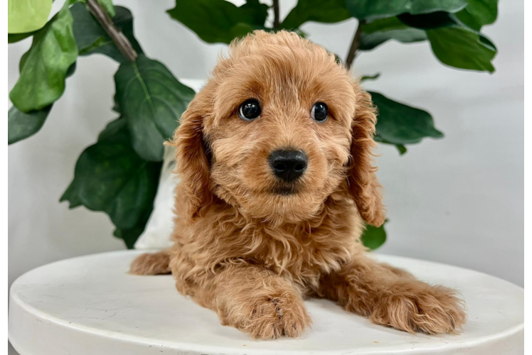 Meet Finley - our Cavapoo Puppy Photo 1/5 - Puppy Love PR Cavapoo Puppy for Adoption