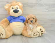 9 week old Cavapoo Puppy For Sale - Puppy Love PR