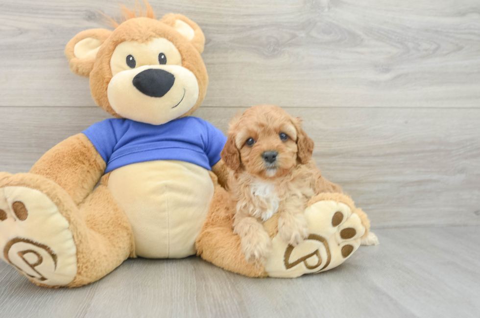 6 week old Cavapoo Puppy For Sale - Puppy Love PR