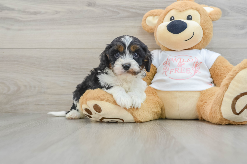 6 week old Cavapoo Puppy For Sale - Puppy Love PR