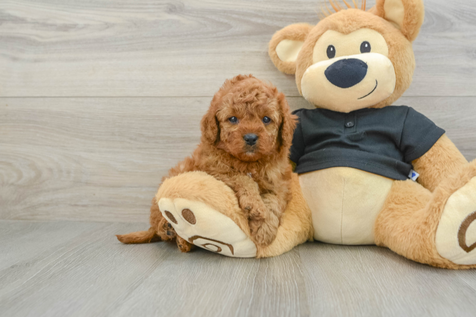 Smart Cavapoo Poodle Mix Pup