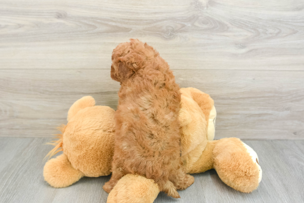 Little Cavipoo Poodle Mix Puppy