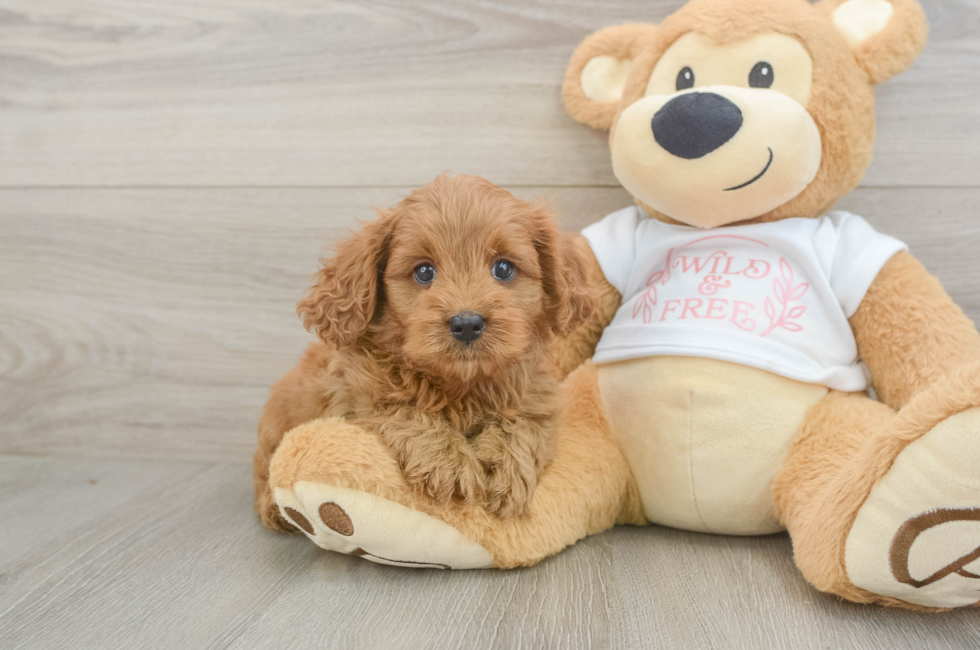 5 week old Cavapoo Puppy For Sale - Puppy Love PR