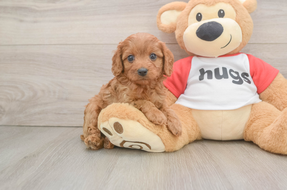 6 week old Cavapoo Puppy For Sale - Puppy Love PR
