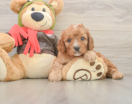 7 week old Cavapoo Puppy For Sale - Puppy Love PR